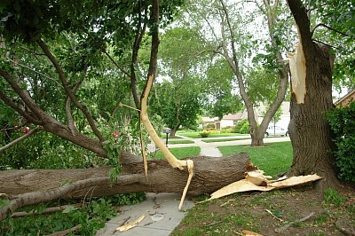 TREE SERVICE